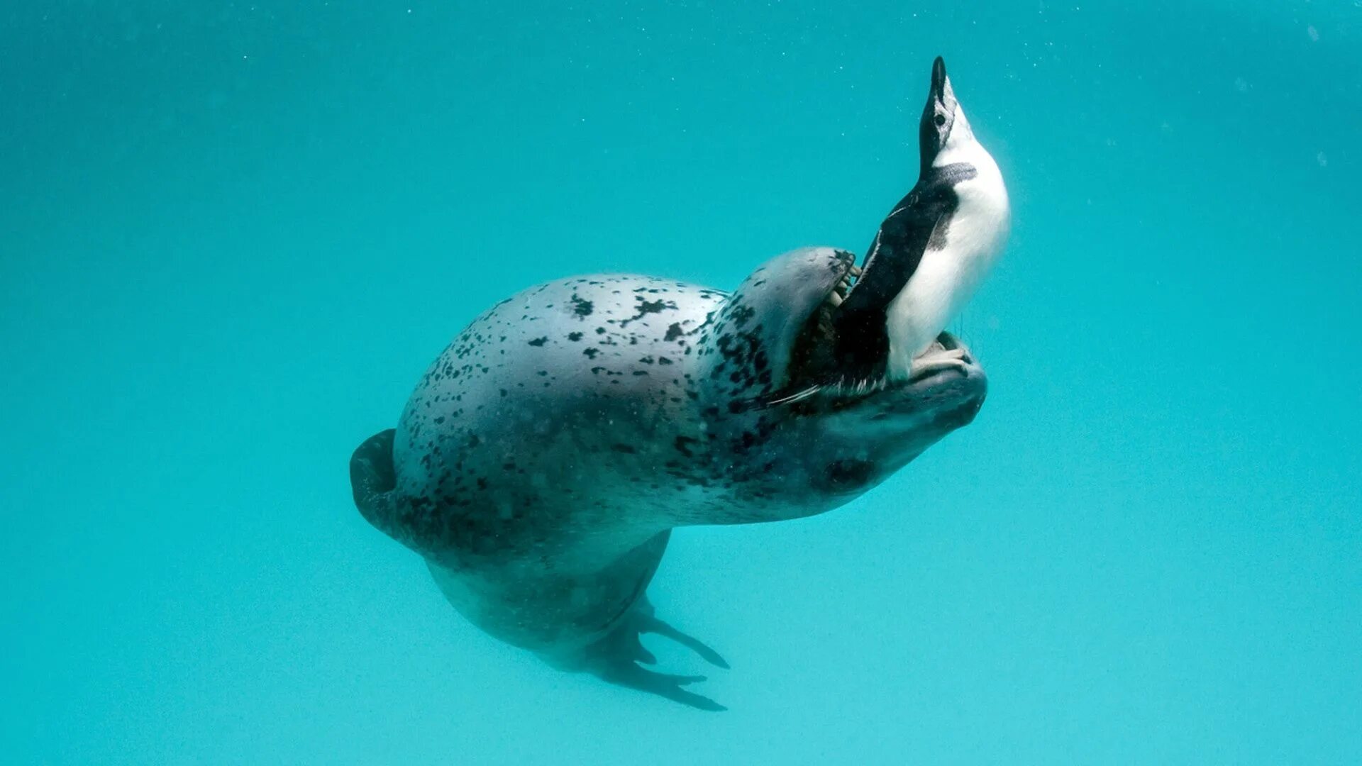 Подводные животные картинки leopard seal, penguin, food - http://www.wallpapers4u.org/leopard-seal-penguin-f