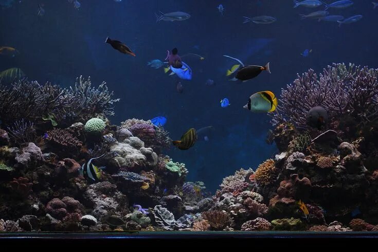 Подводный мир фото высокого разрешения Tropical fish Aquarium 59394829@N00 Tropical fish, Aquarium, Fish