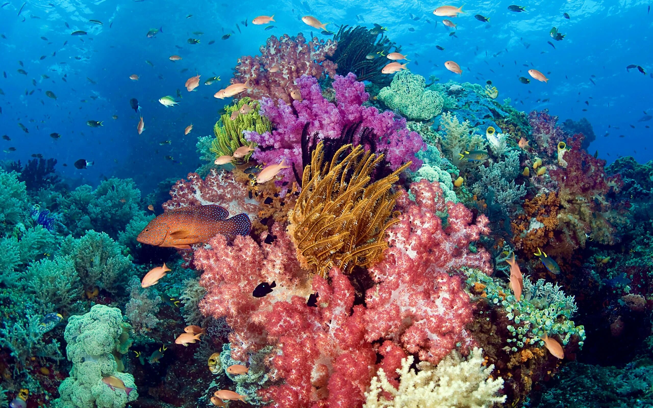 Подводный мир моря фото Half a trillion corals counted in the Pacific Ocean - Earth.com