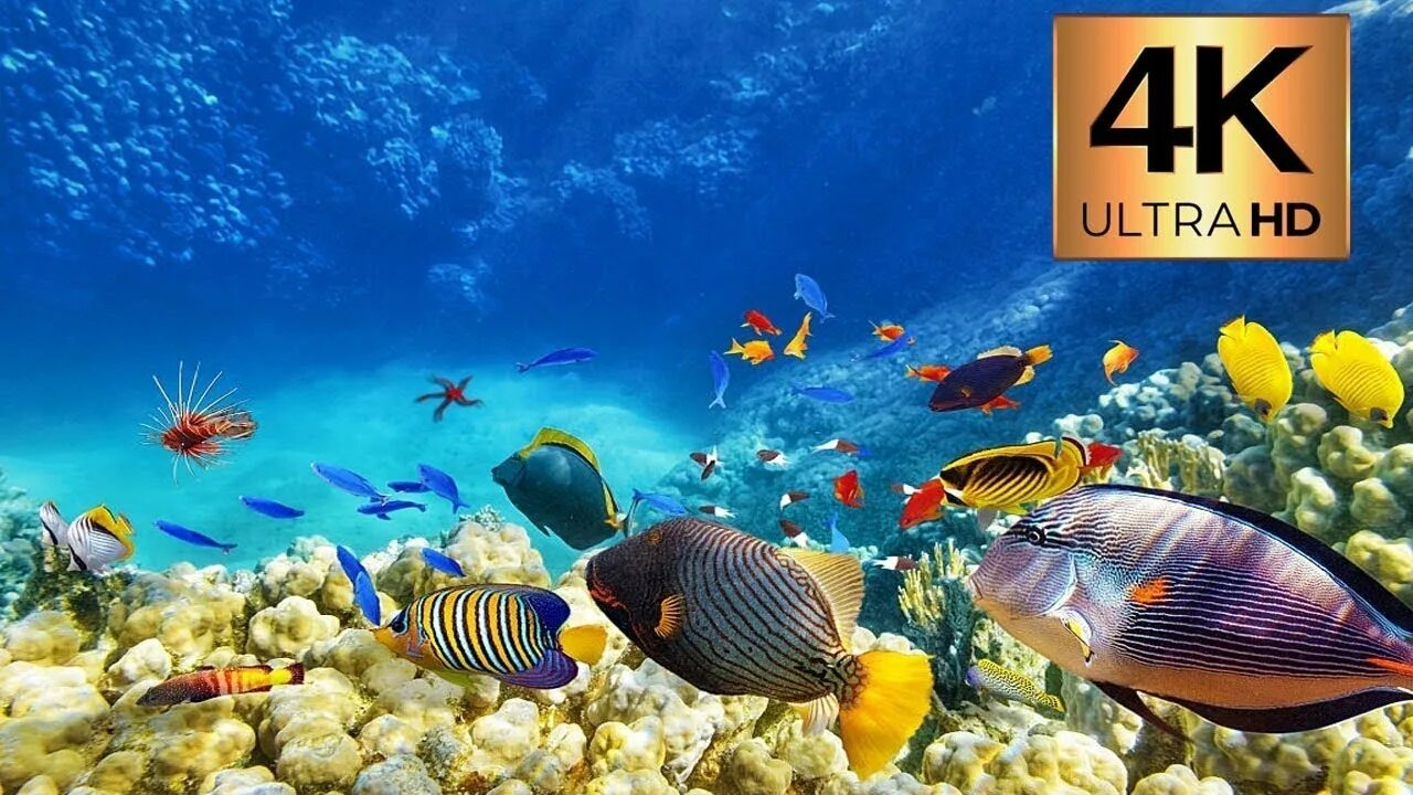 Подводный мир моря фото Amazing Tropical Fish 4K (Ultra HD) - Underwater Sea Life with Corals and Tropic