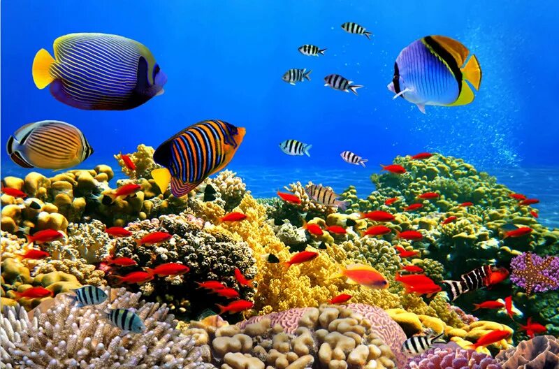 Подводный мир моря фото The Custom 3d Murals, 3d Underwater World Corals Fish Animals Wallpapers ,cafe W