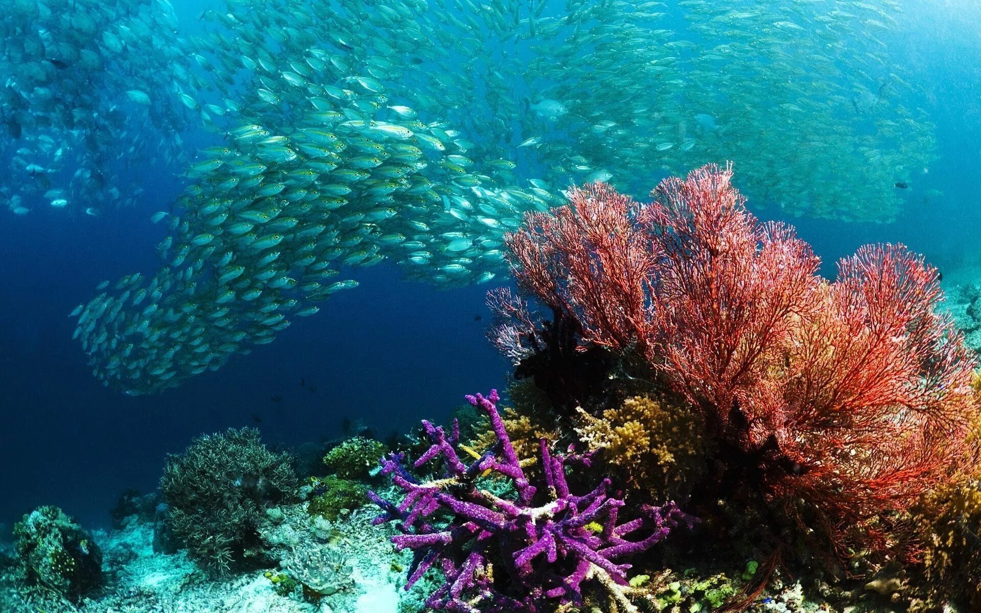 Подводный мир моря фото Пин от пользователя Ильин Евгений Юрьевич на доске Подводный мир такой красивый 