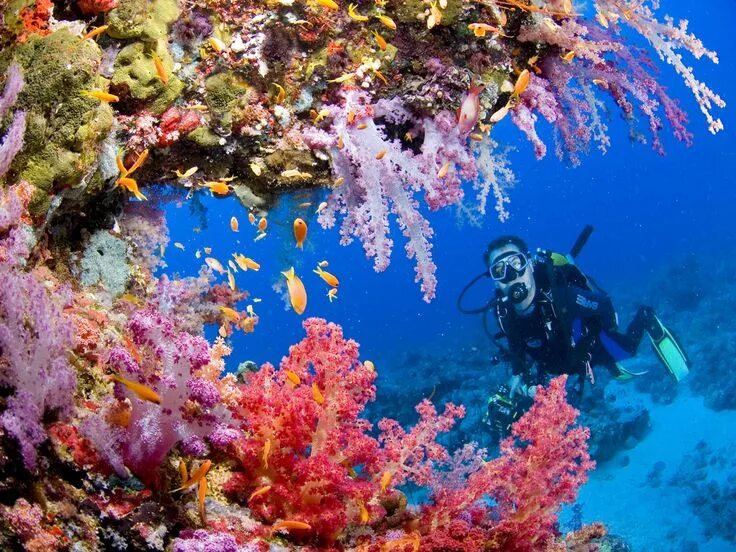 Подводный мир моря фото Картинки по запросу большой барьерный риф рыбы Coral reef pictures, Underwater w