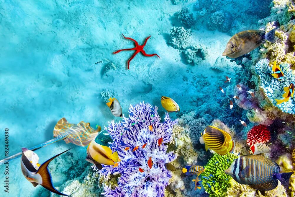 Подводный мир моря фото Underwater world with corals and tropical fish. Фотографія Stock Adobe Stock