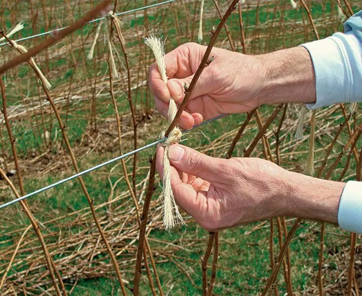 Подвязать малину правильно фото How to Prune Raspberries - Fine Gardening Growing raspberries, Raspberry plants,