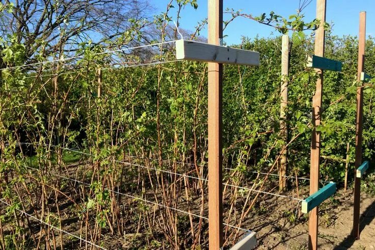 Подвязать малину правильно фото Frühling: Es tut sich was im Ländchenlust-Garten Garten, Gartensteine, Himbeerpf