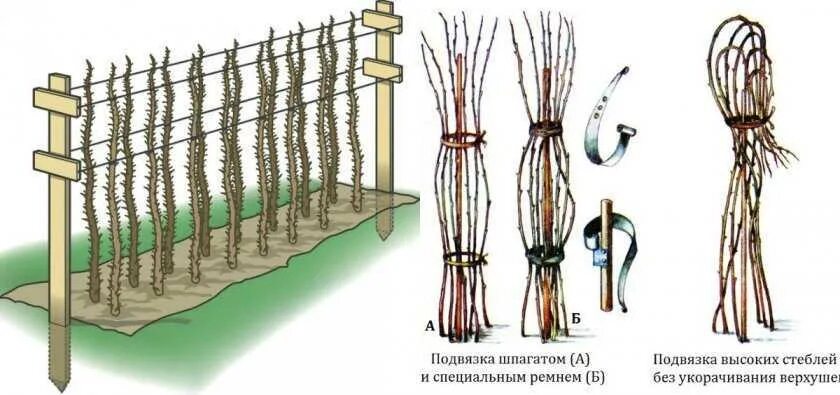 Подвязать малину правильно фото Как подвязать малину фото - ViktoriaFoto.ru