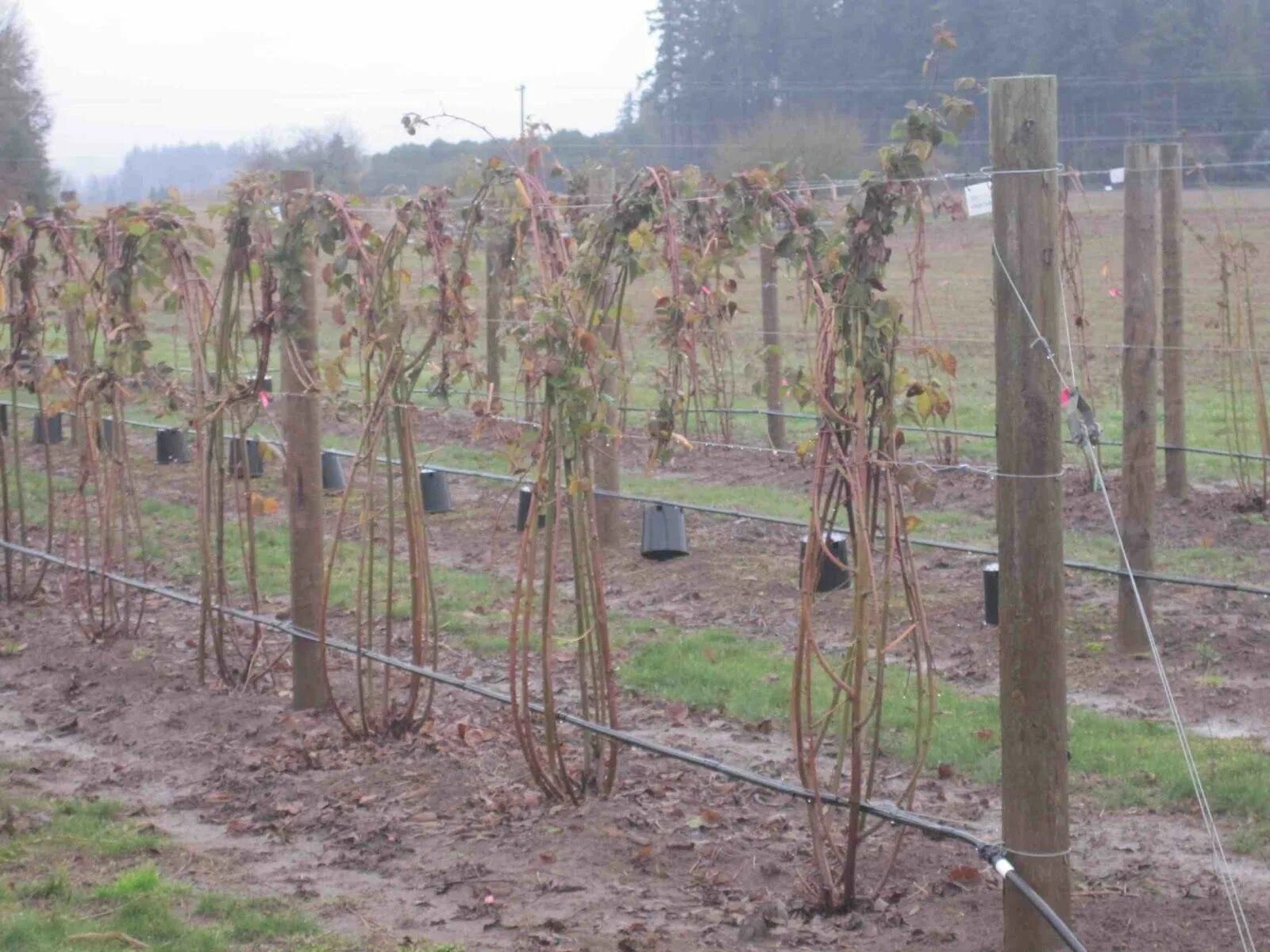 Подвязка малины фото Pin on allotment