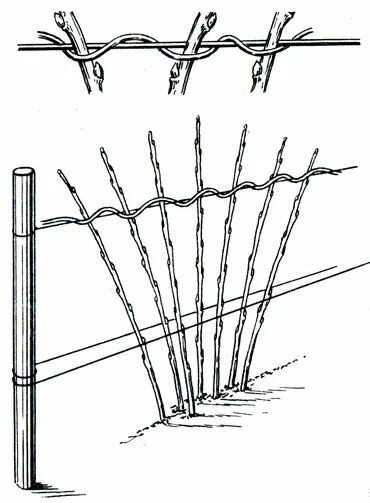 Подвязка малины на шпалере фото МАЛИНА И ЕЖЕВИКА 1990 Глебова Е.И., Даньков В.В., Скрипченко М.М. - Ягодный сад 