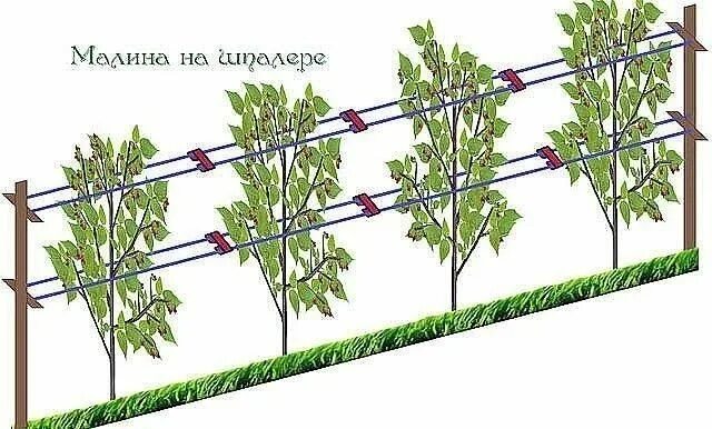 Подвязка малины на шпалере фото КАК СДЕЛАТЬ, ЧТОБЫ МАЛИНЫ БЫЛО ОООЧЕНЬ МНОГО??? Шпалеры, Кусты малины, Выращиван