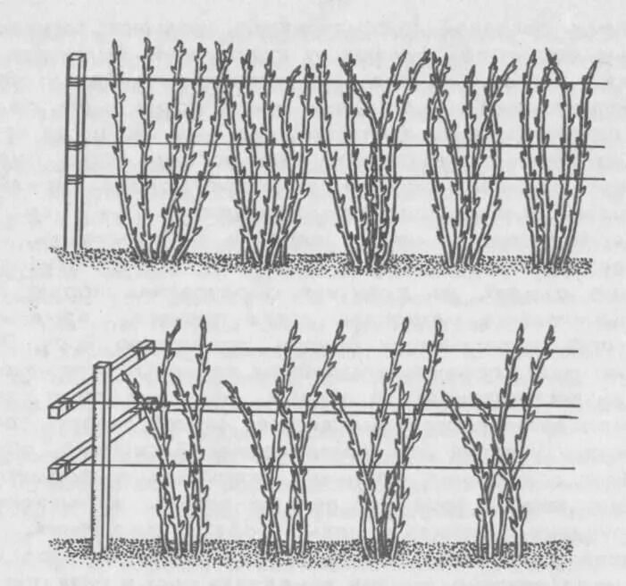 Подвязка малины на шпалере фото Как ухаживать за крыжовником весной, летом и осенью: установление подпорок, подв