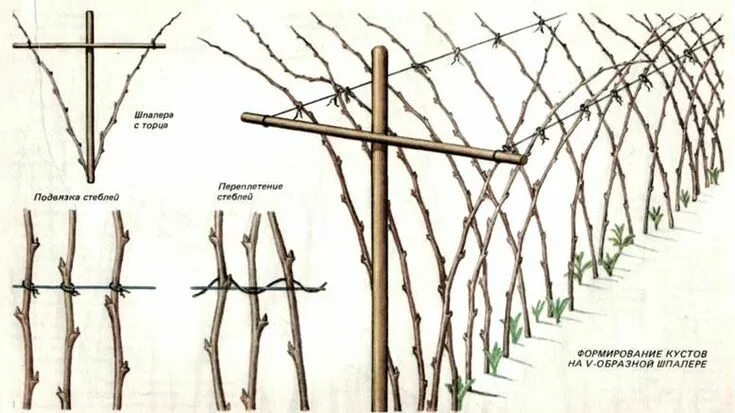 Подвязка малины на шпалере фото Формирование и обрезка ягодных культур - малины, смородины и крыжовника Выращива