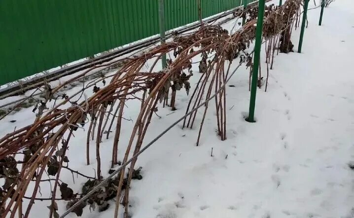 Подвязка малины на зиму фото В ноябре еще не поздно. Готовим малину к приближающимся холодам