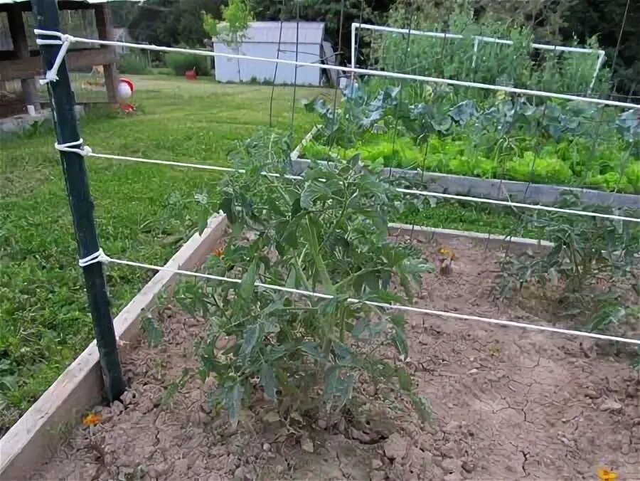 Подвязка помидор в открытом грунте способы фото Another view of the stake & weave Tomato support, Growing organic tomatoes, Vege