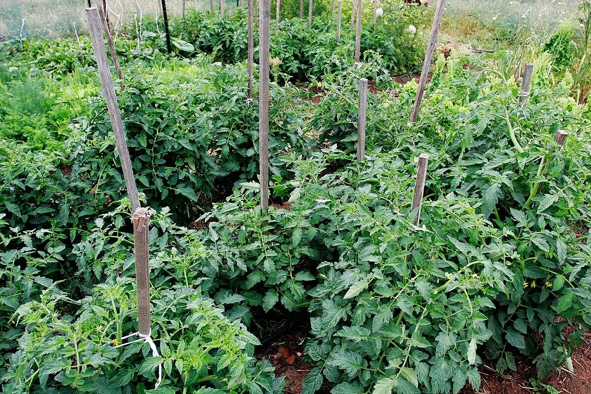 Подвязка помидор в открытом грунте способы фото File:Tomatoes in Veggie Garden.jpg - Wikipedia