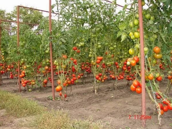 Подвязка помидор в открытом грунте способы фото Все для дачи.: УХОД ЗА ПОМИДОРАМИ ОТ ФИТОФТОРЫ Дизайн овощного огорода, Теплично