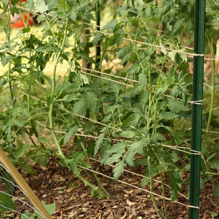 Подвязка помидор в открытом грунте способы фото florida-weave---tomato-trellis---cover Diy garden trellis, Tomato trellis, Cucum