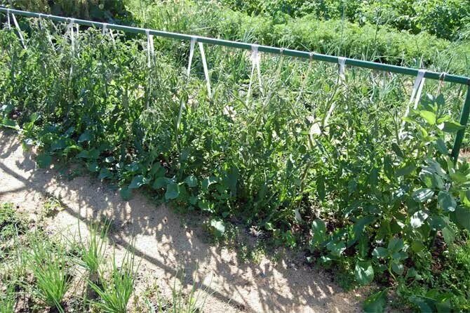 Подвязка помидор в открытом грунте способы фото Garden hacks - marking beds with wine corks