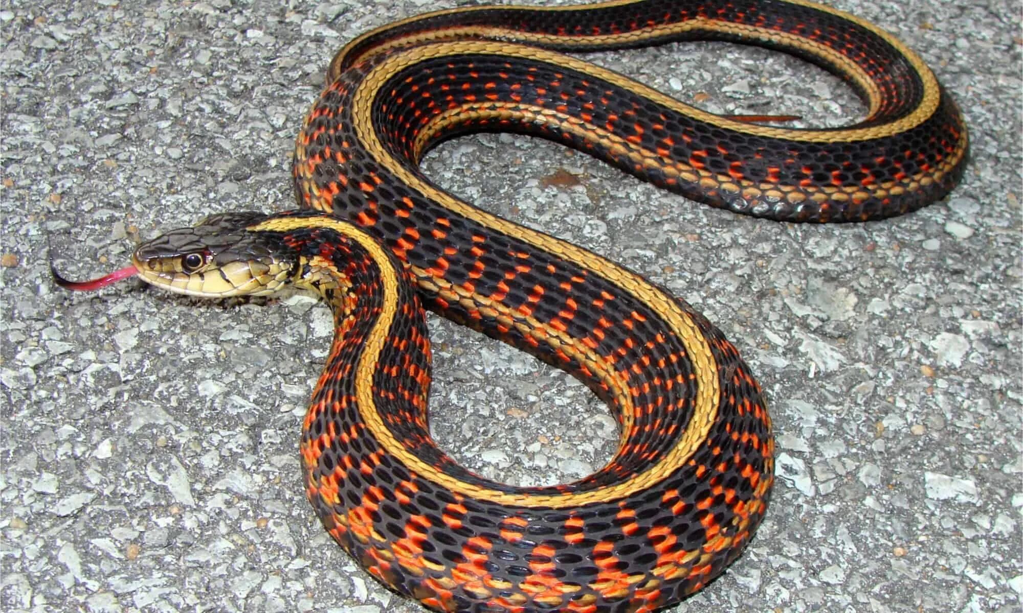 Подвязочная змея фото Discover 3 Water Snakes Found in Wyoming Waters - A-Z Animals