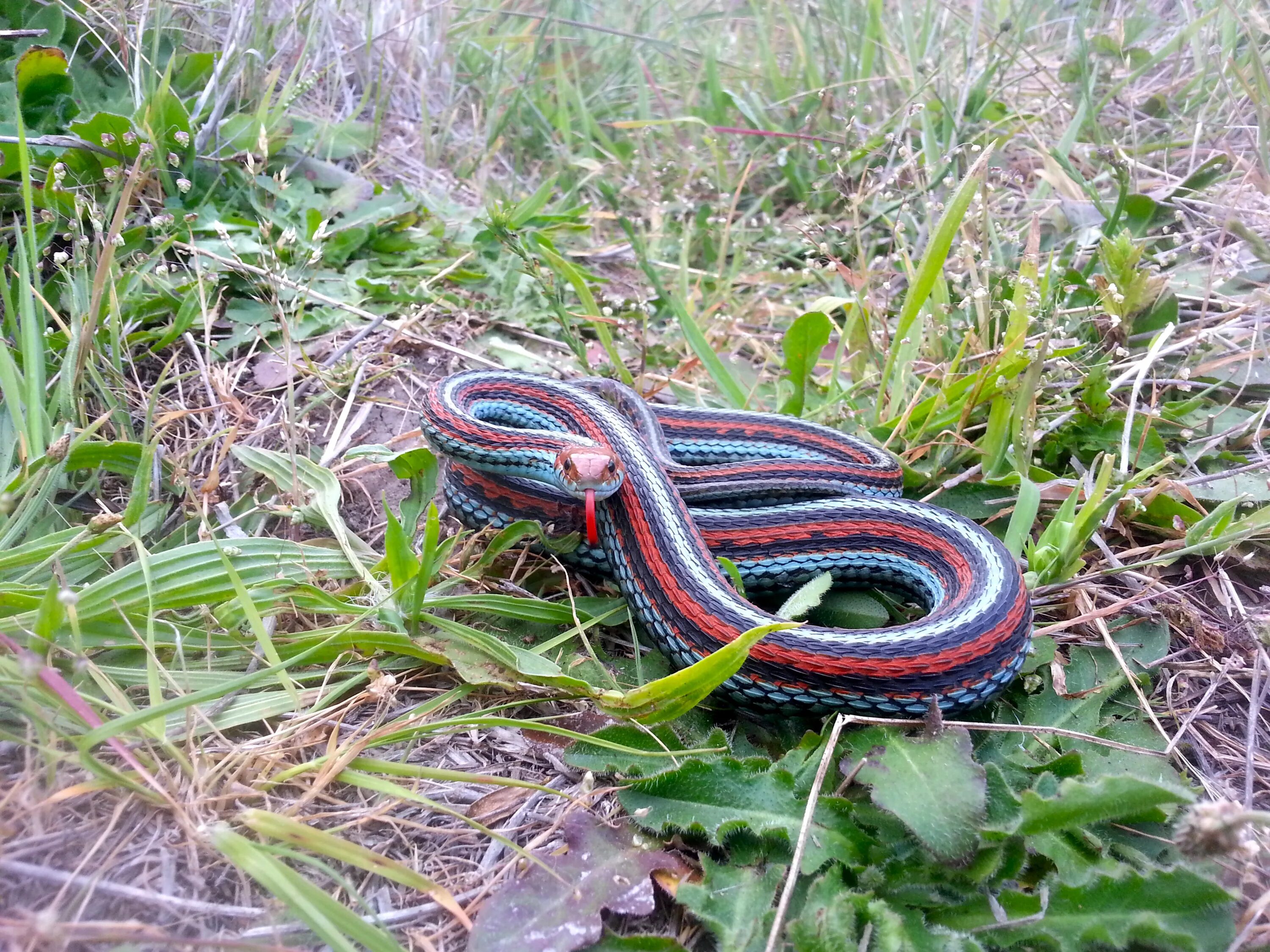 Подвязочная змея фото San Francisco Gartersnake (Thamnophis sirtalis tetrataenia) U.S. Geological Surv