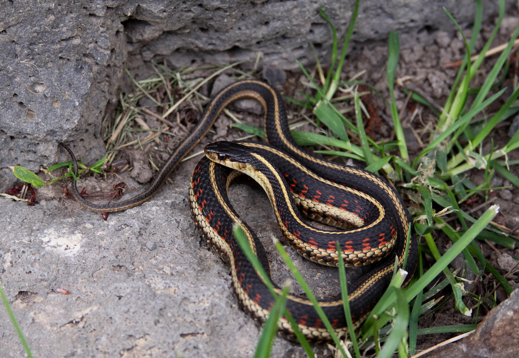 Подвязочная змея фото Valley Garter Snake (Thamnophis sirtalis fitchi), adult Flickr