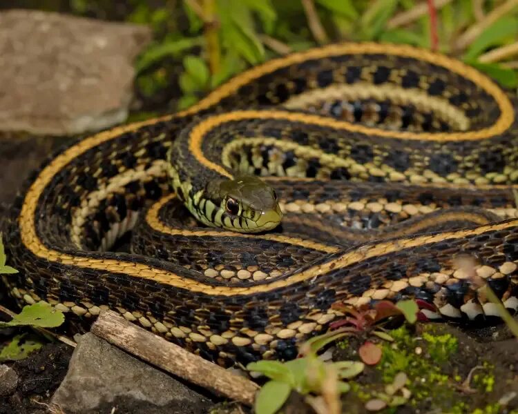 Подвязочная змея фото Plains Garter Snake Reptipedia Fandom