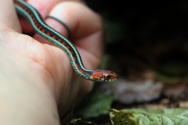 Подвязочная змея фото Domodedovo On sale garter snakes (Thamnophis sirtalis infernalis) 2023: 7k tail,