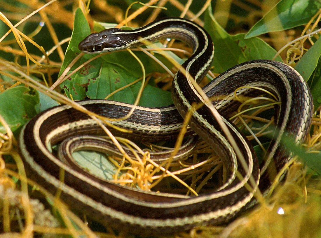 Подвязочная змея фото Eastern Ribbon Snake