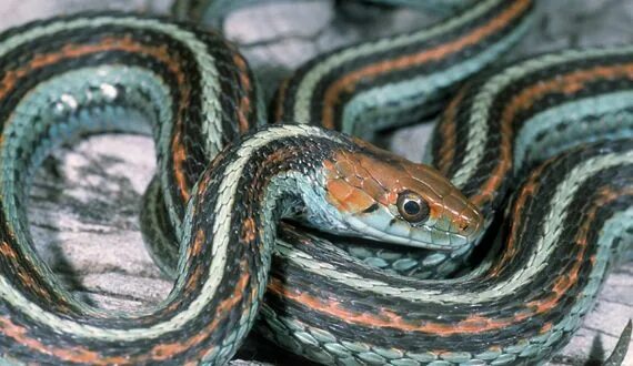 Подвязочная змея фото San Francisco garter snake Garter snake, Pet snake, Reptiles and amphibians