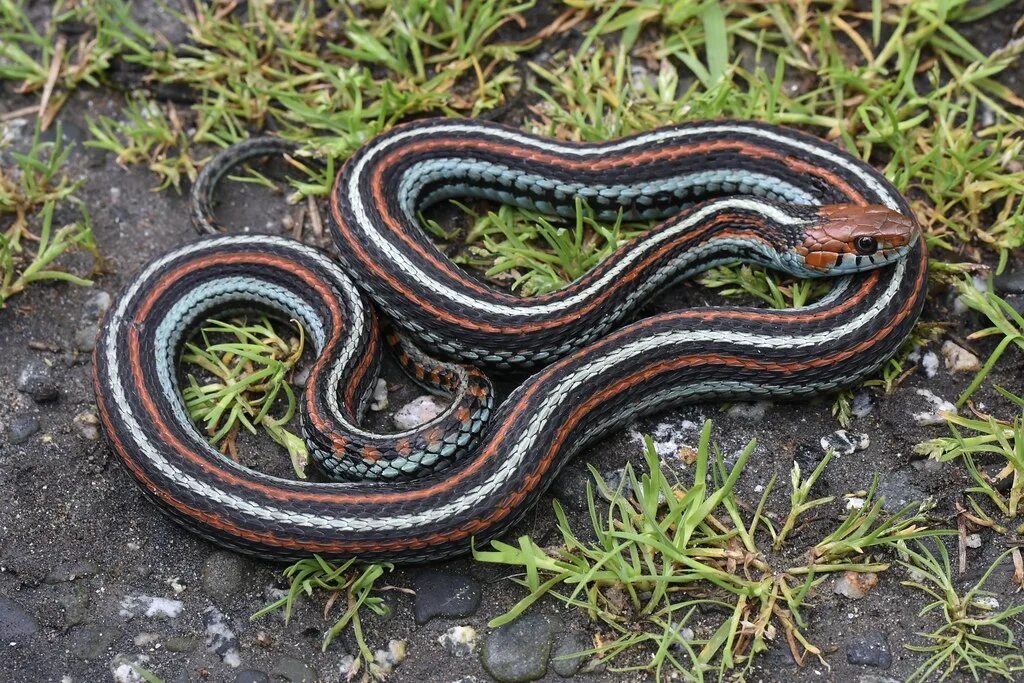 Подвязочная змея фото San Francisco Garter Snake Thamnophis sirtalis tetrataenia. Flickr