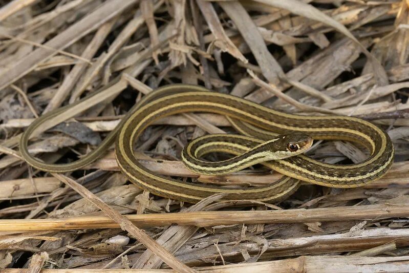 Подвязочная змея фото Thamnophis proximus orarius) - Thamnophis proximus orarius