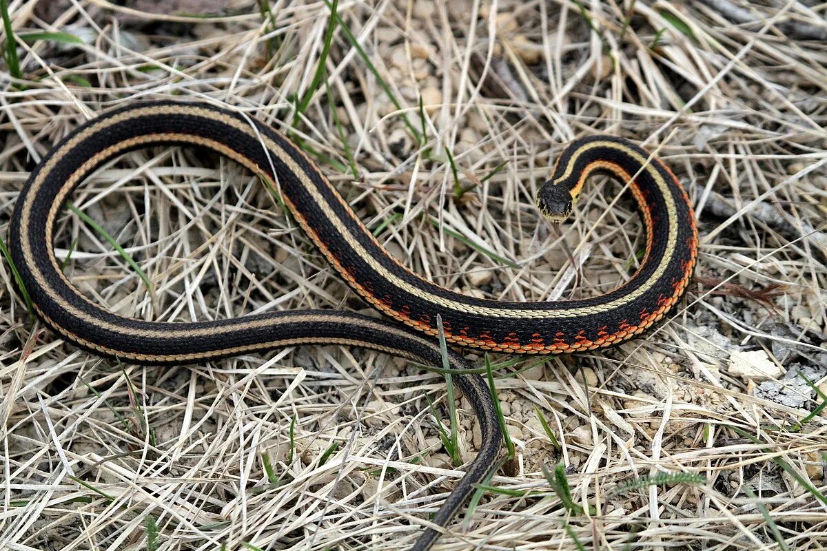 Подвязочная змея фото File:Red-sided Garter Snake - Flickr - GregTheBusker (31).jpg - Wikimedia Common