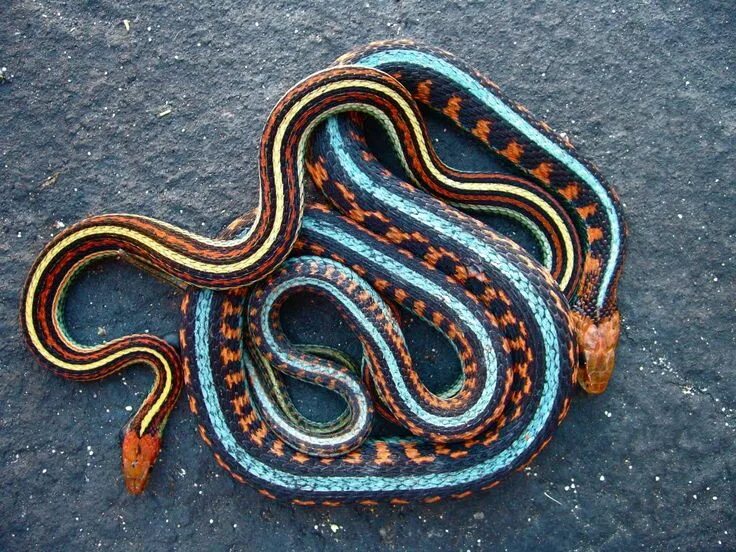 Подвязочная змея фото Garter Snakes Pet snake, Garter snake, Snake