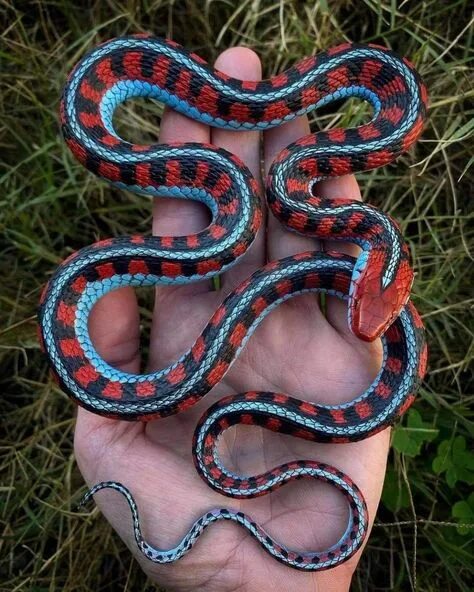 Подвязочная змея фото Fascinating Facts About Garter Snakes