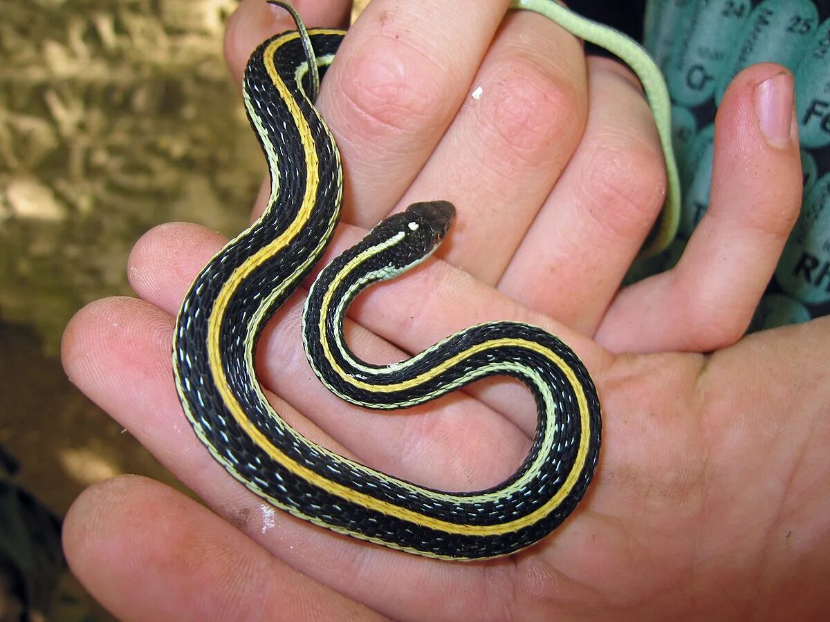 Подвязочная змея фото File:Thamnophis proximus.jpg - Wikipedia