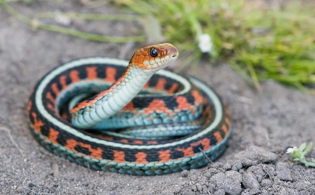 Подвязочная змея фото lovingexotics: " California Red-Sided Garter Snake Thamnophis sirtalis infernali