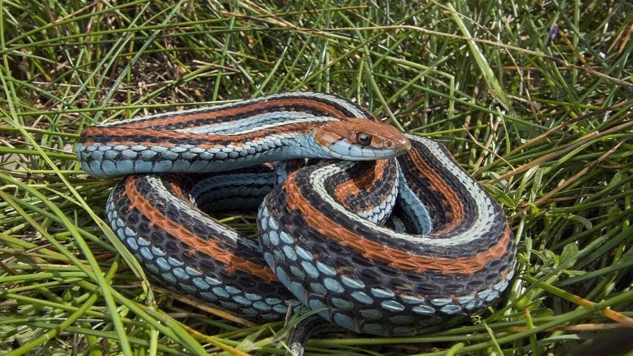 Подвязочная змея фото SAN FRANCISCO GARTER SNAKE #Thamnophis sirtalis tetrataenia - YouTube