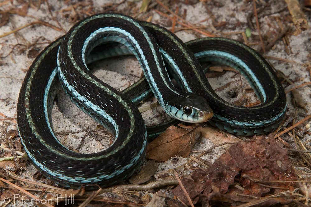 Подвязочная змея фото Bluestripe Garter Snake (Thamnophis sirtalis similis) Flickr