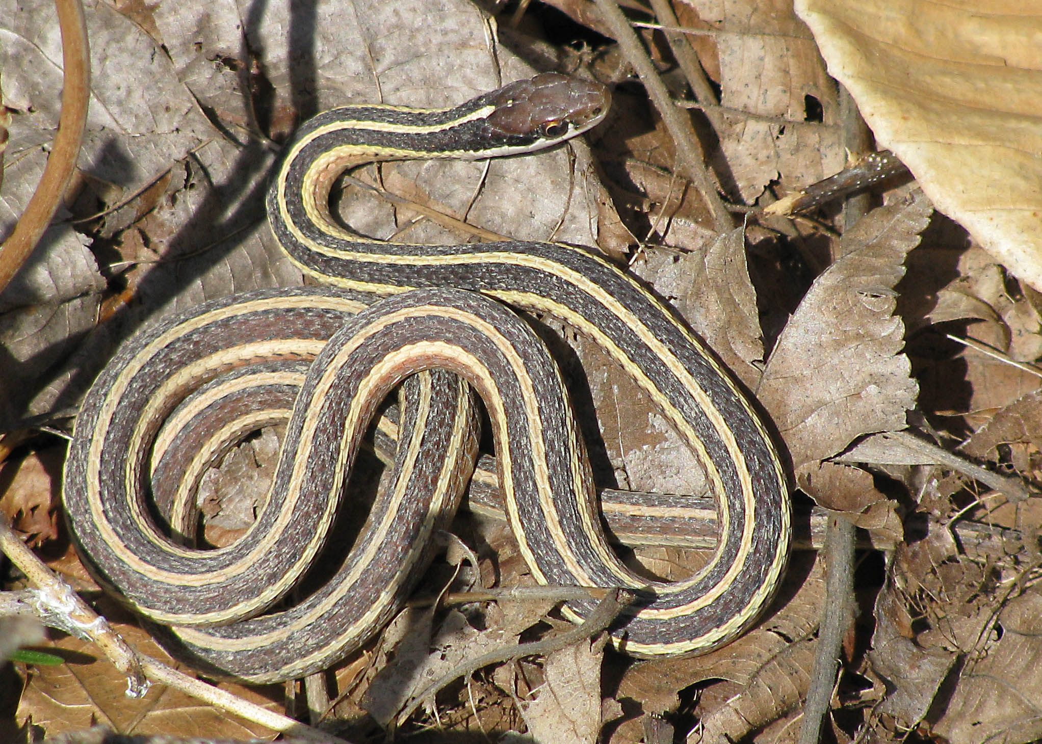 Подвязочная змея фото Eastern Gartersnake Brown bodies, Snake, Garter snake