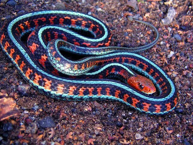 Подвязочная змея фото California red side, garter snake by vabbley, via Flickr