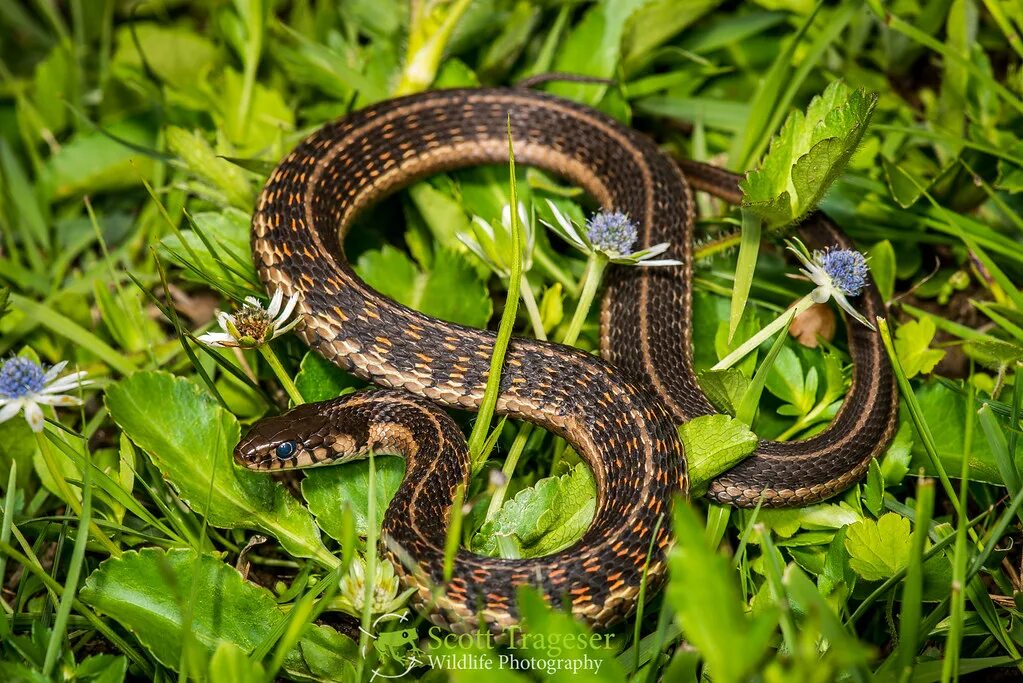 Подвязочная змея фото Bogerts Garter Snake (Thamnophis bogerti) Previously consi. Flickr