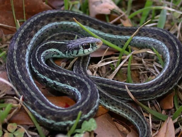 Подвязочная змея фото Pin by Minako on Reptilia SNAKES. Non venomous Garter snake, Snake, Reptiles