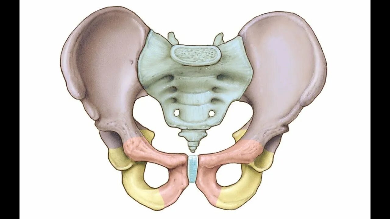 Подвздошная кость фото os coxae - YouTube