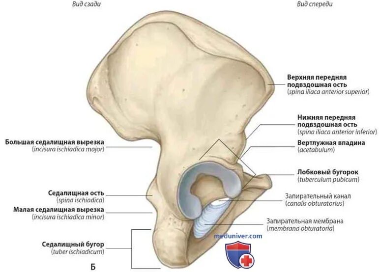 Подвздошная кость фото Подвздошная кость (os ilium): анатомия, топография