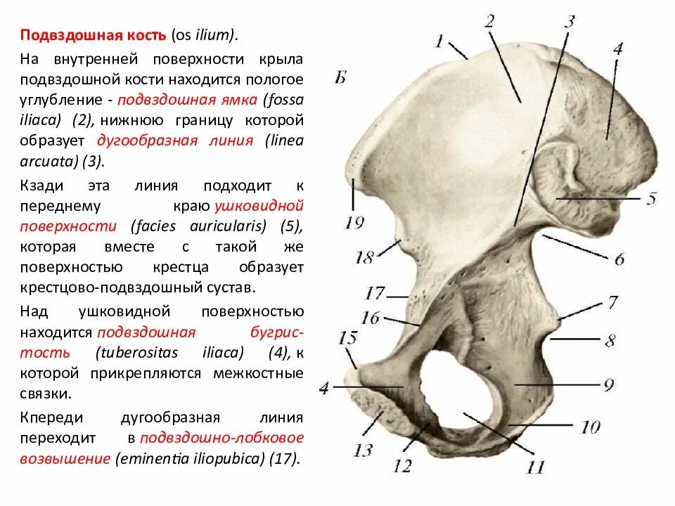 Подвздошная кость фото Правое крыло подвздошной кости: найдено 78 изображений