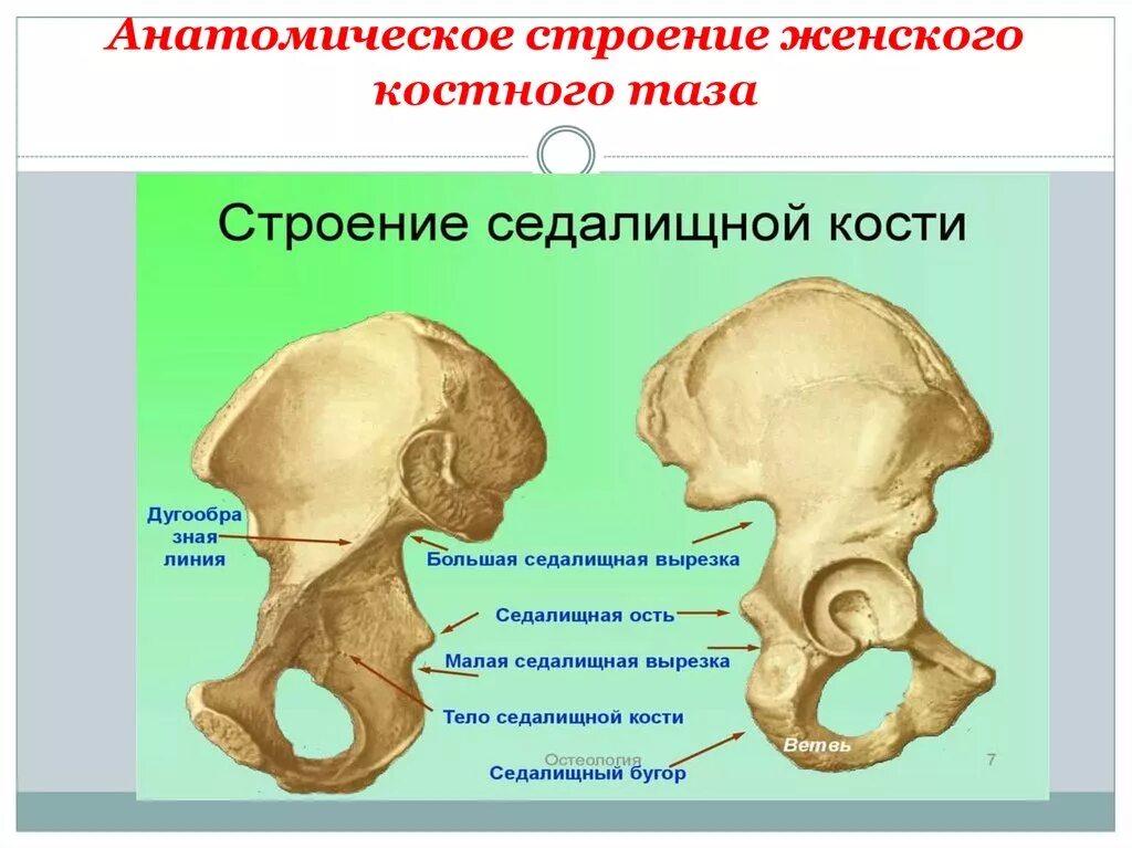 Подвздошная кость фото Подвздошная и седалищная кости таза подвижные: найдено 80 картинок