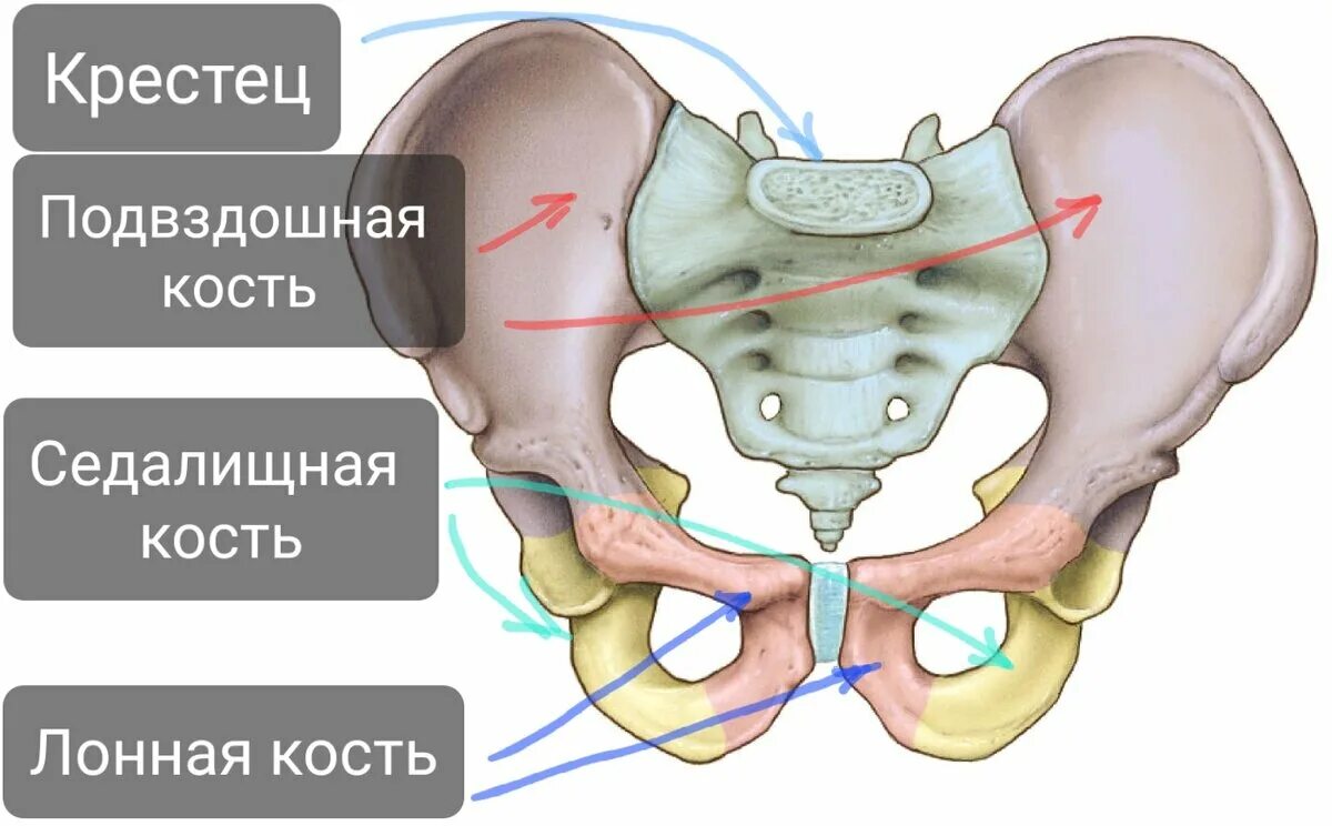 Подвздошная кость фото Тазовая кость, часть 2. Лонная кость. Заметки спортивного врача. Дзен