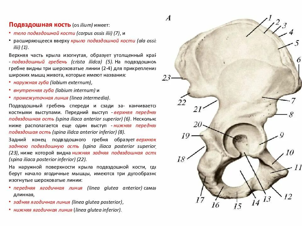 Подвздошная кость фото Подвздошная кость нижней конечности: найдено 87 изображений