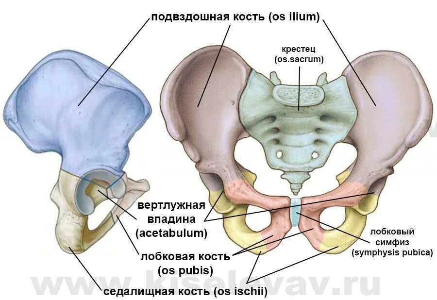 Подвздошная кость фото Скелет человека фото с описанием костей таза - Азимут Тур