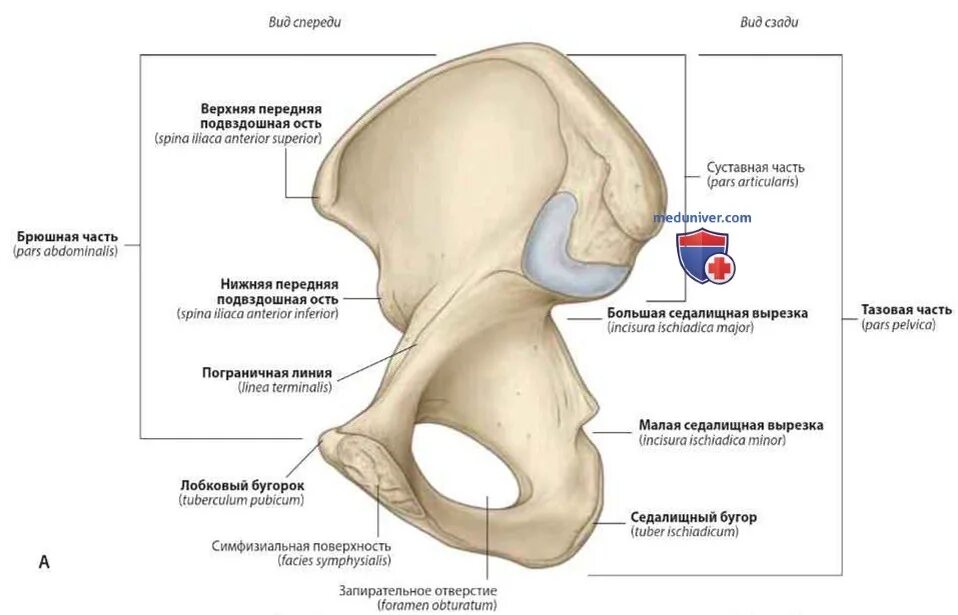 Подвздошная кость фото Подвздошная кость (os ilium): анатомия, топография